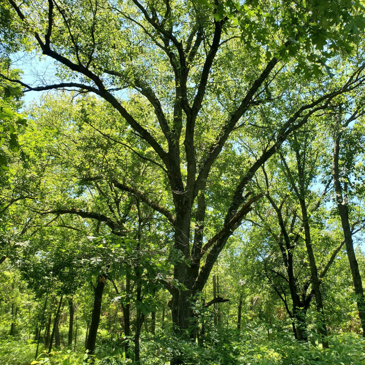 Henry Ellers Shoal Creek Preserve 